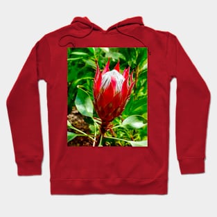 The King Protea Hoodie